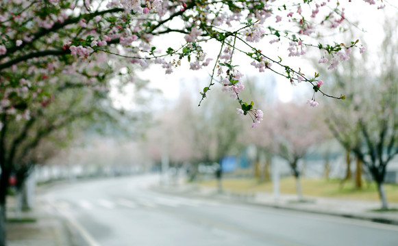 花街春景