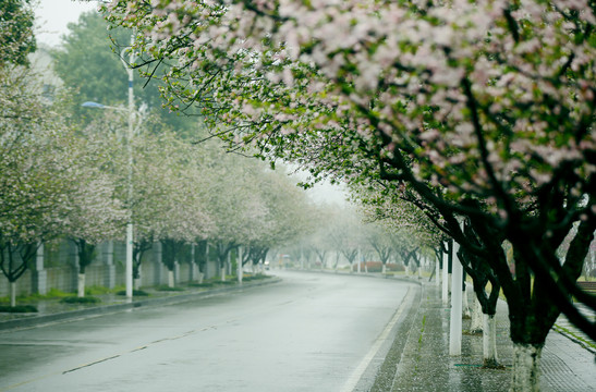 花街春景