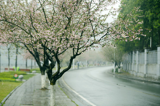 花街春景