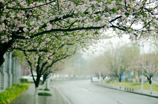 花街春景