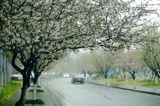 花街春景