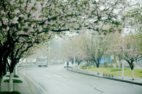 花街春景