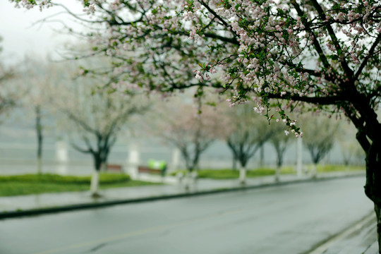 花街春景