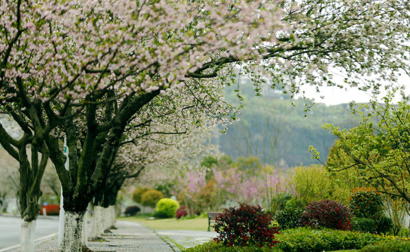 花街春景