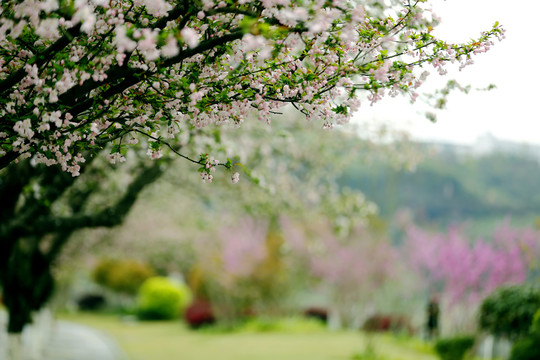 花街春景