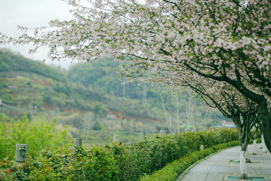 花街春景