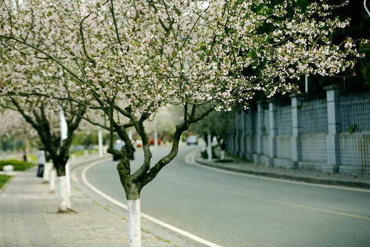 花街春景