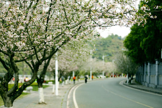 花街春景