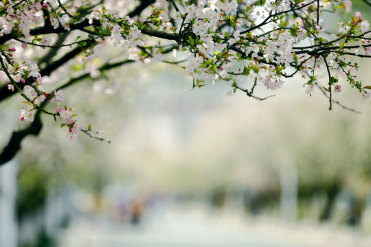 花街春景