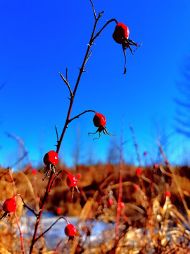 冬季的野刺玫果