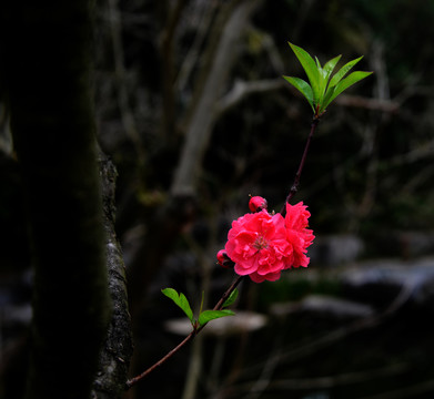 桃花