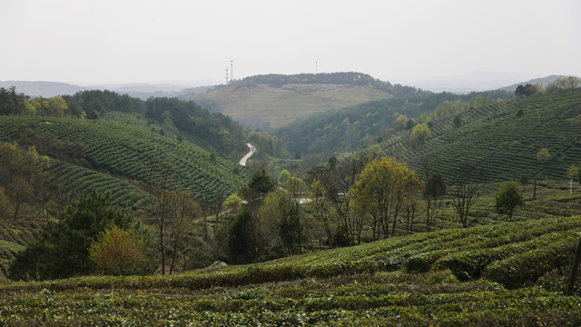 高山茶场