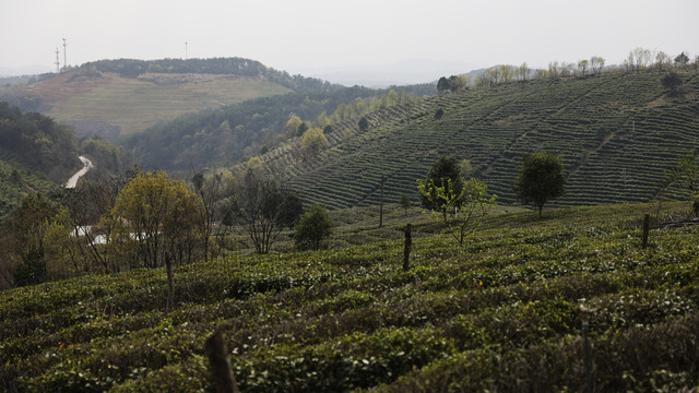 马河天台山茶场