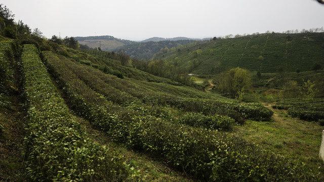 茶叶基地