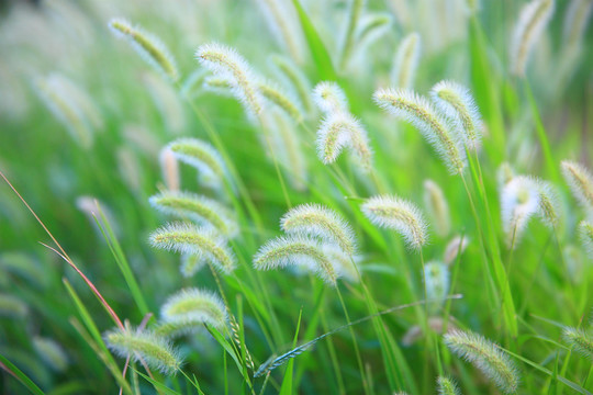 狗尾巴草