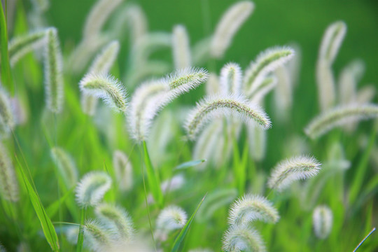 狗尾巴草