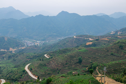 福建茶山