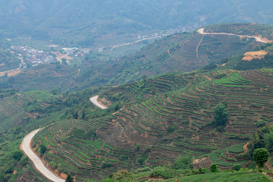 福建茶山