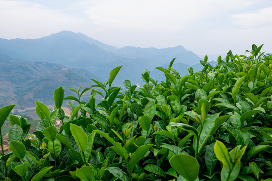 福建茶山