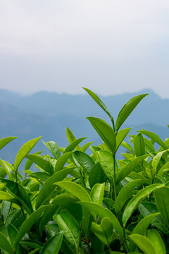 福建茶山