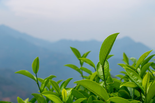 福建茶山