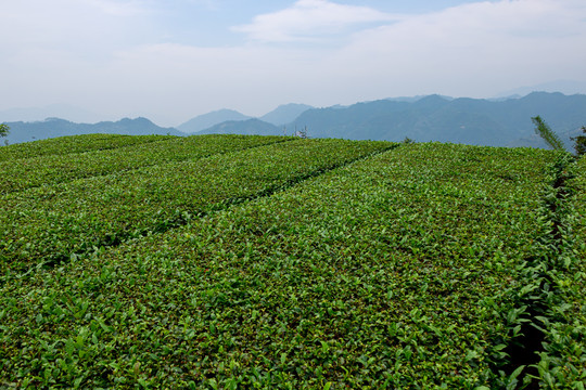 福建茶山