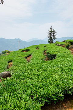 福建茶山