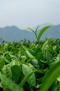 福建茶山