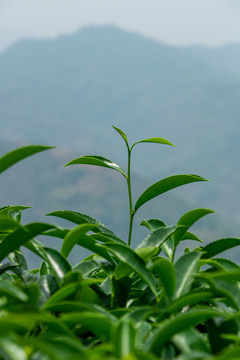 安溪山村茶场