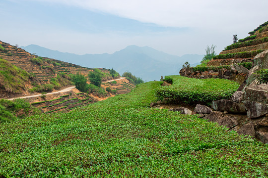 安溪山村茶场