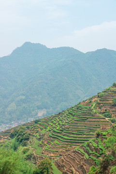 安溪山村茶场