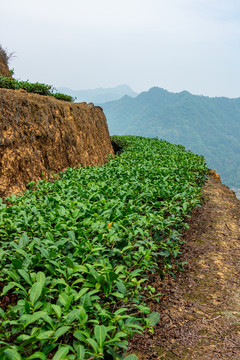 安溪山村茶场