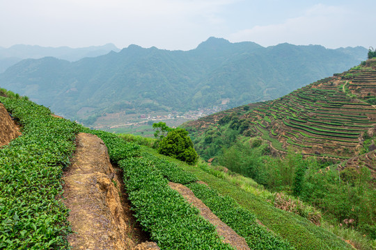 安溪山村茶场