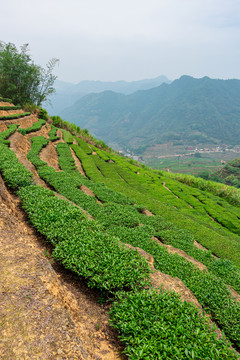 安溪茶场