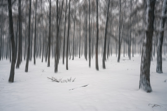 冬天积雪的树林