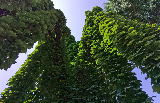 柏林寺千年葡菩