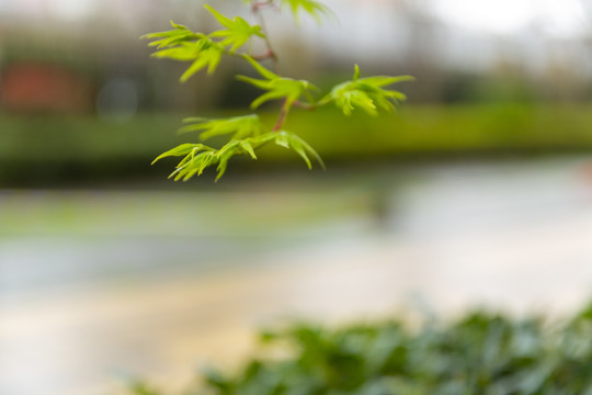 花卉环境素材