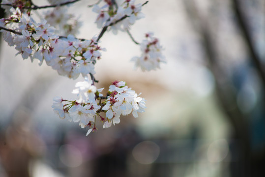 白色樱花