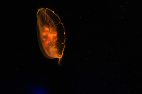 海洋动物摄影单个水母水族馆