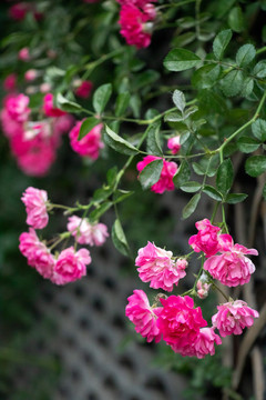 春天野花花朵蔷薇花盛放