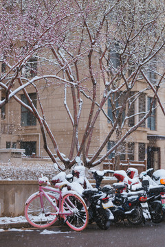 雪中的桃花