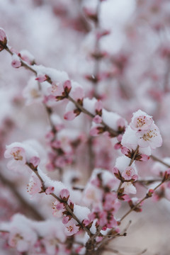 雪中的桃花