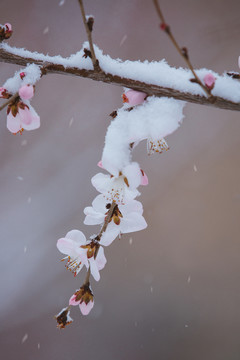 雪中的桃花