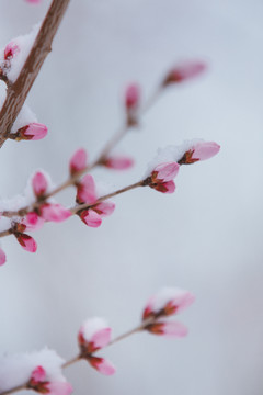 雪中的桃花