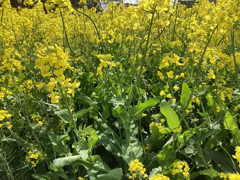 油菜花