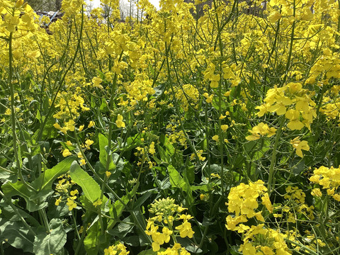 菜花