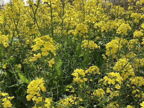 油菜花