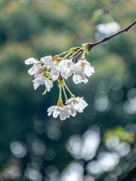 雨后樱花