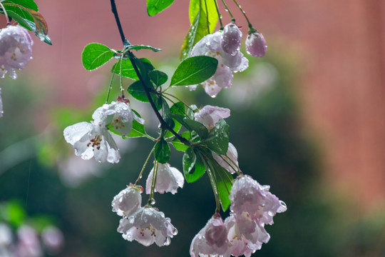 雨后海棠