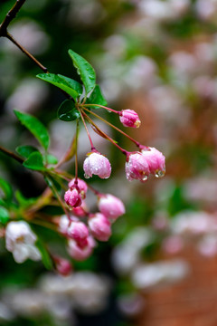 雨后海棠